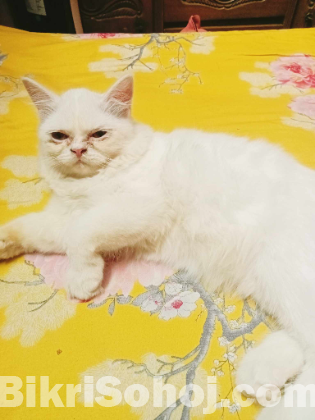 Persian cat female